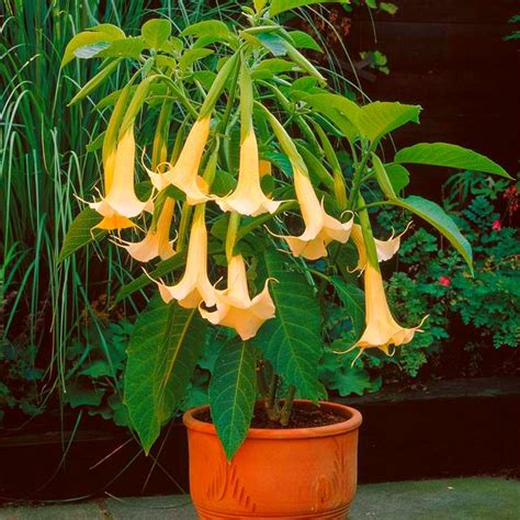 brugmansia plants for sale|dwarf brugmansia plants for sale.